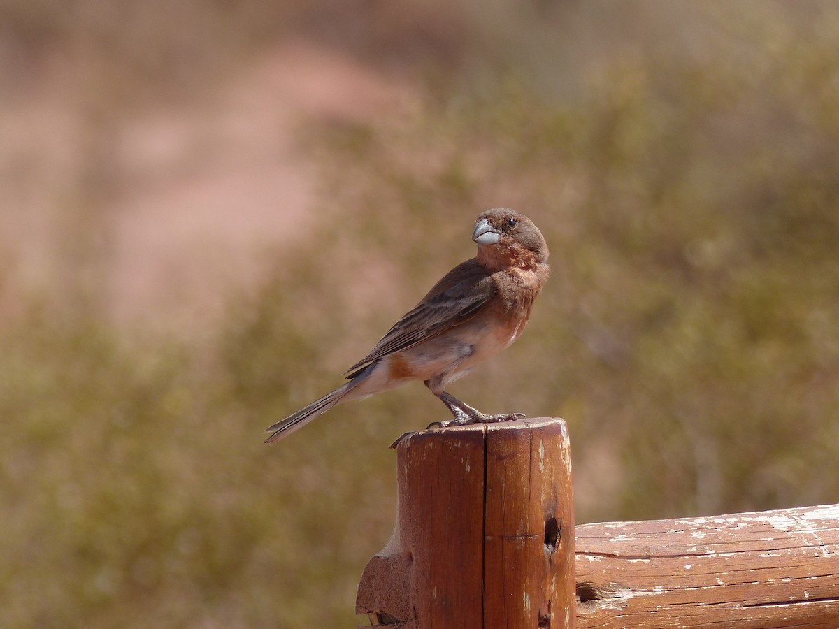 Diuca Finch - ML539620791