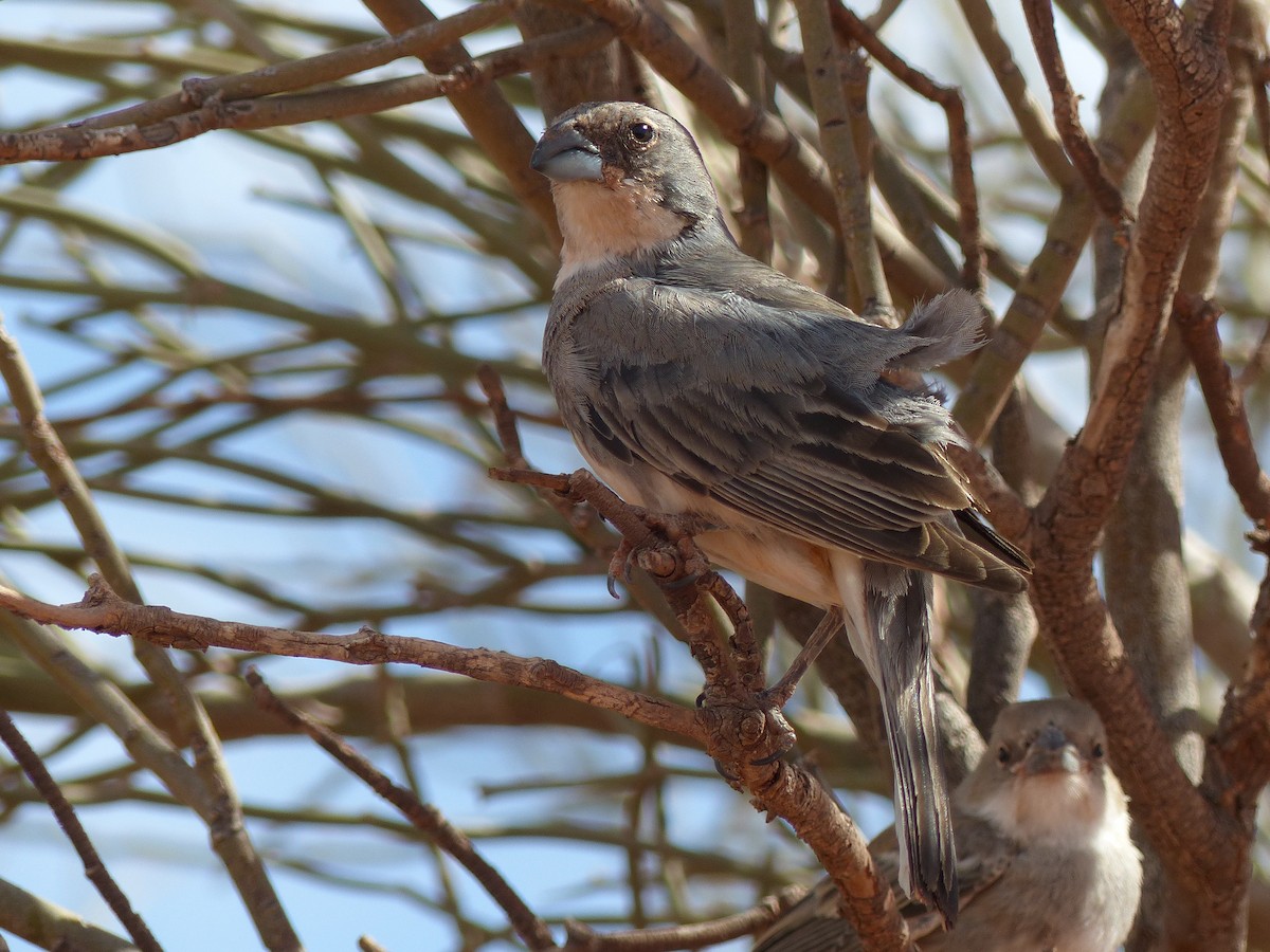 Diuca Finch - ML539620841