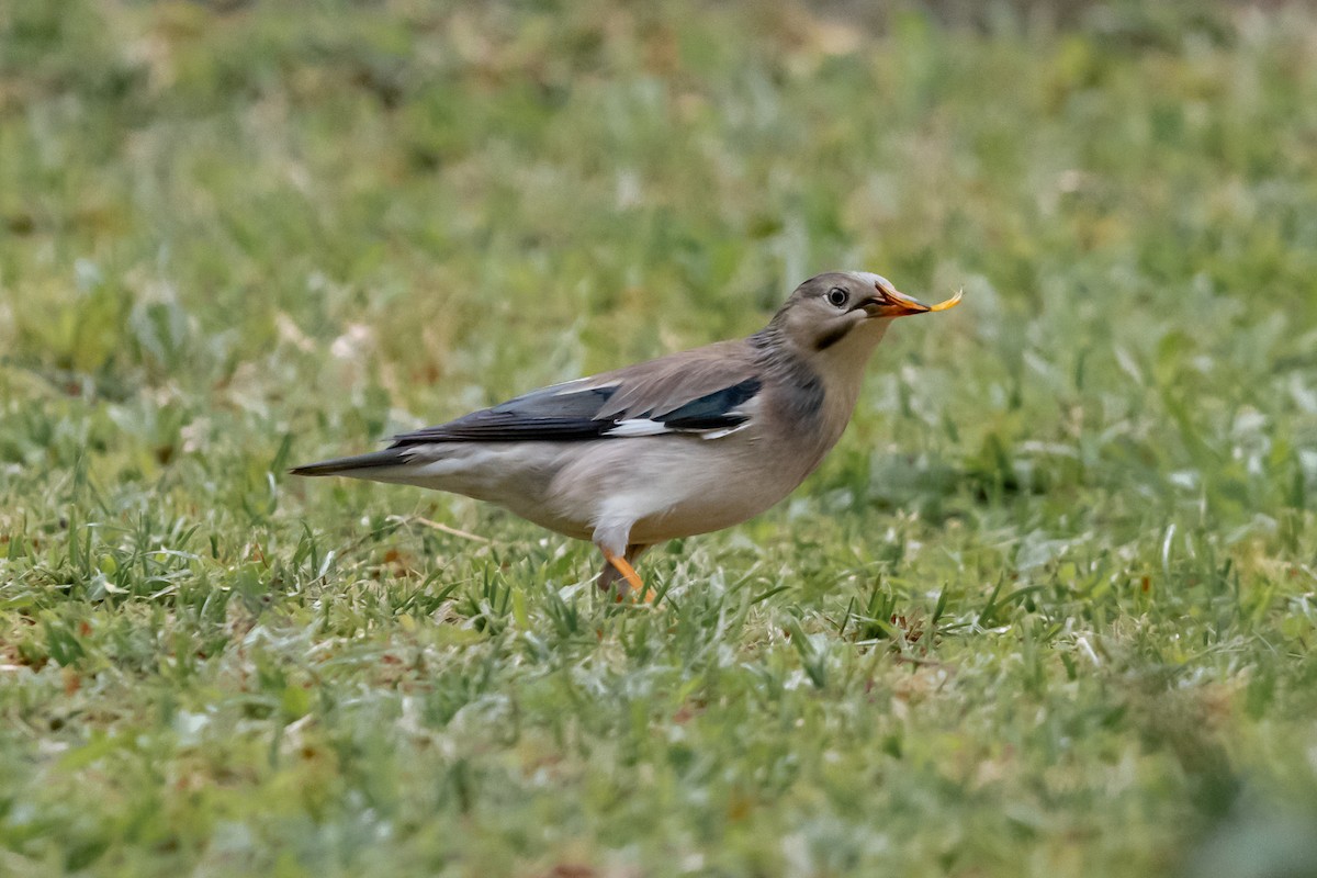 Red-billed Starling - ML539621641