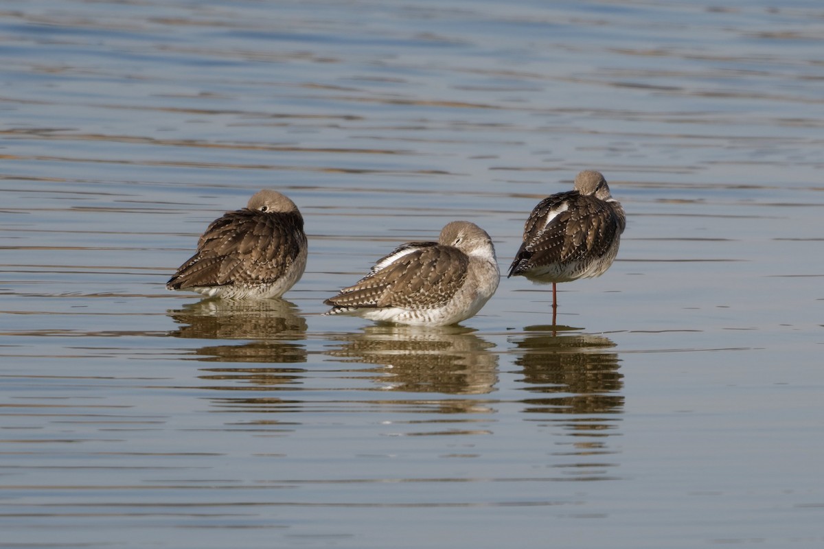 Spotted Redshank - ML539621791
