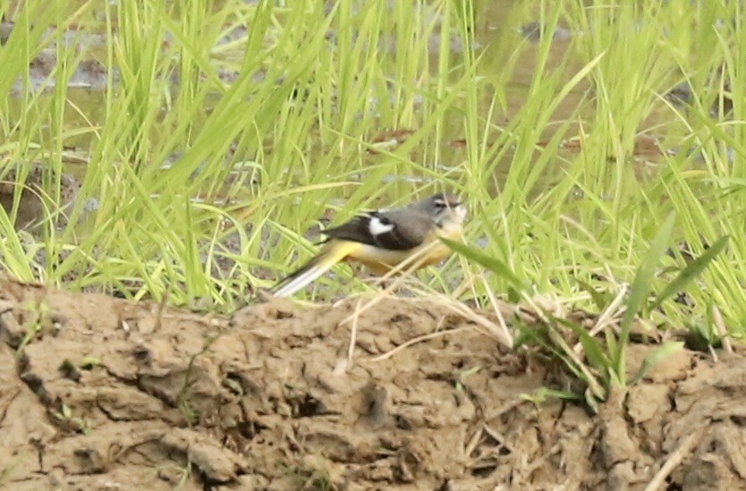 Gray Wagtail - John Bruin