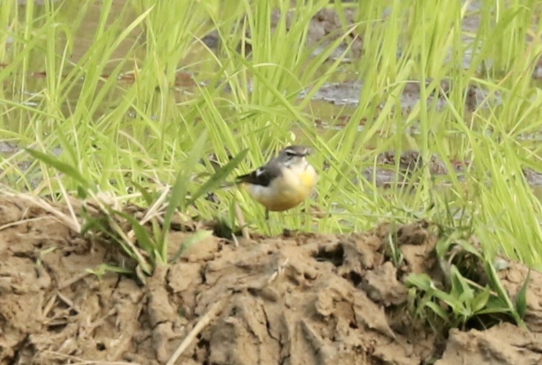 Gray Wagtail - John Bruin