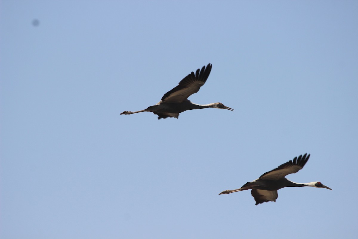 White-naped Crane - ML539623201