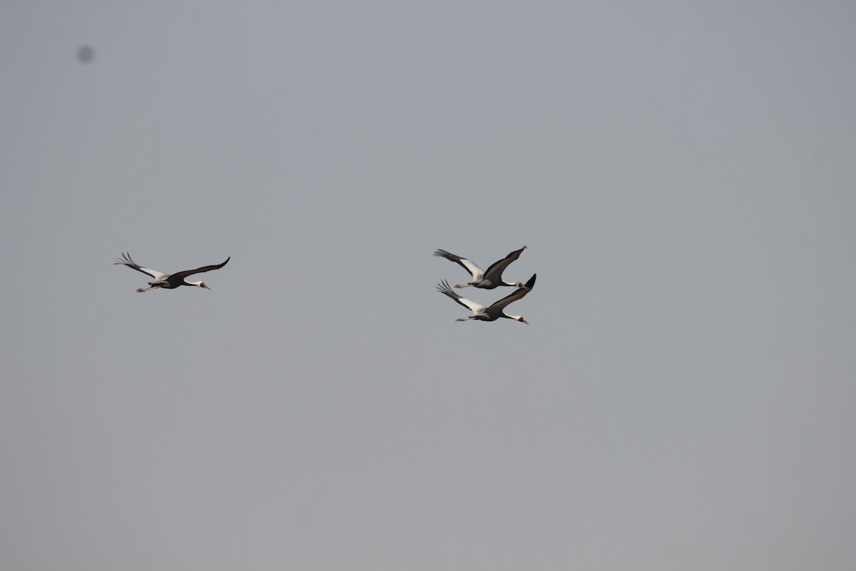 White-naped Crane - ML539623221