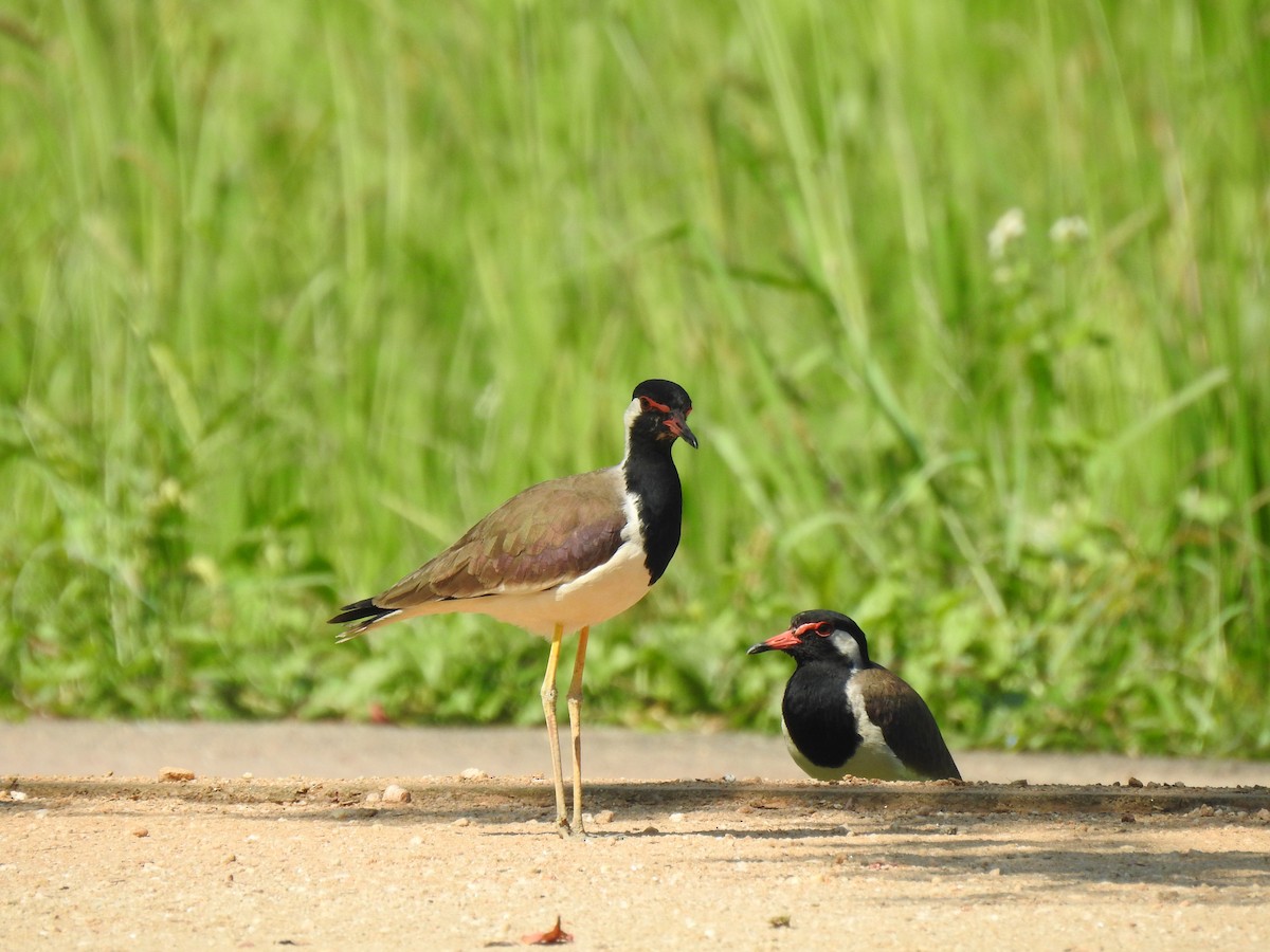 Red-wattled Lapwing - ML539624591