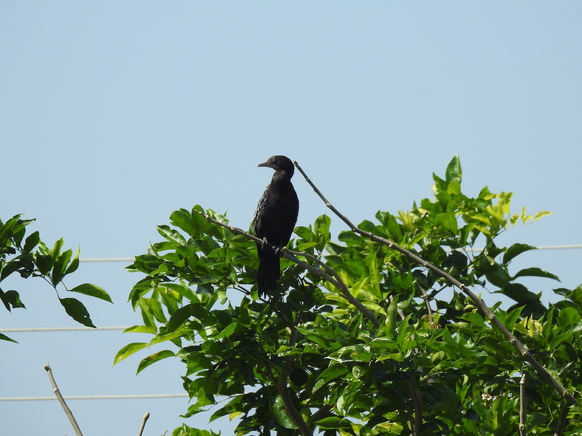 Cormorán de Java - ML539624721