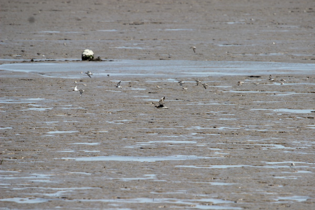 Black-bellied Plover - ML539624801