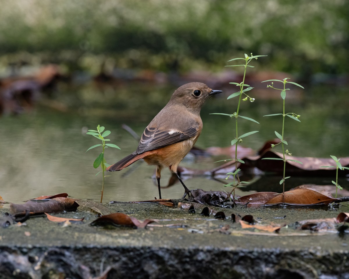 Daurian Redstart - ML539624881