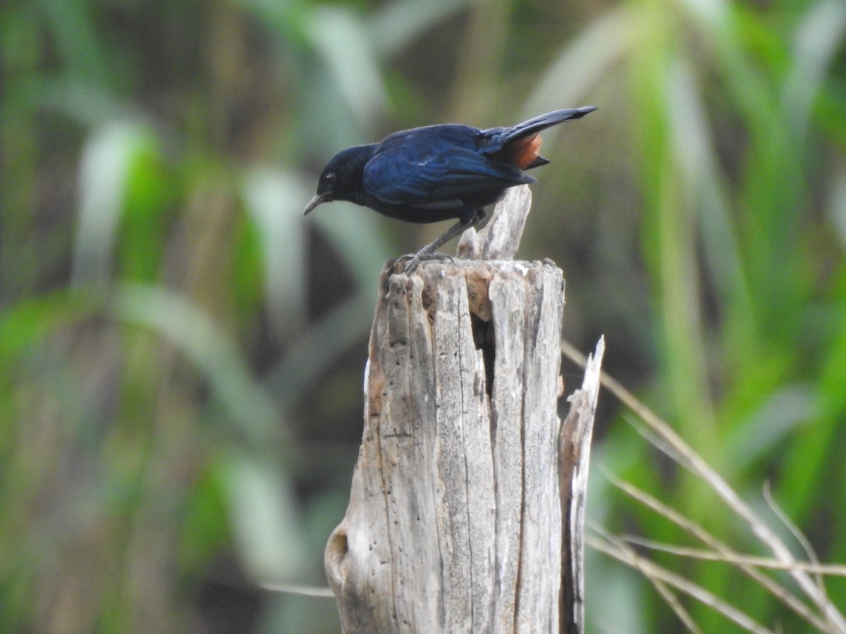 Indian Robin - ML539625111
