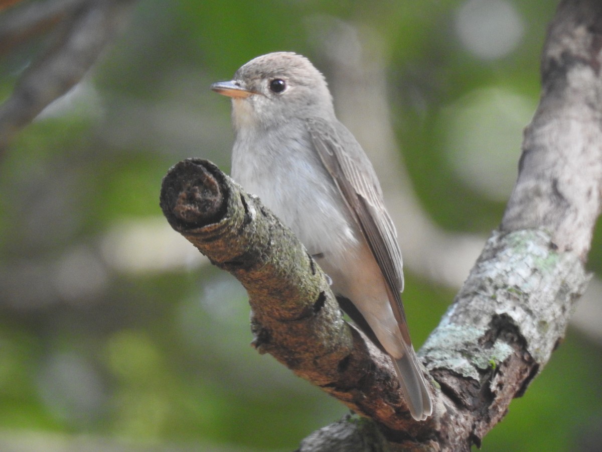 Asian Brown Flycatcher - ML539625121