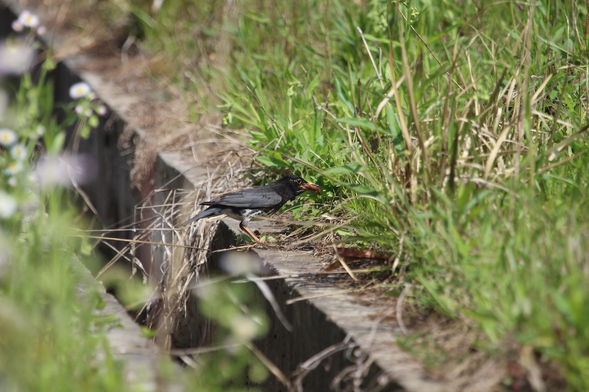 Japanese Thrush - ML539625201