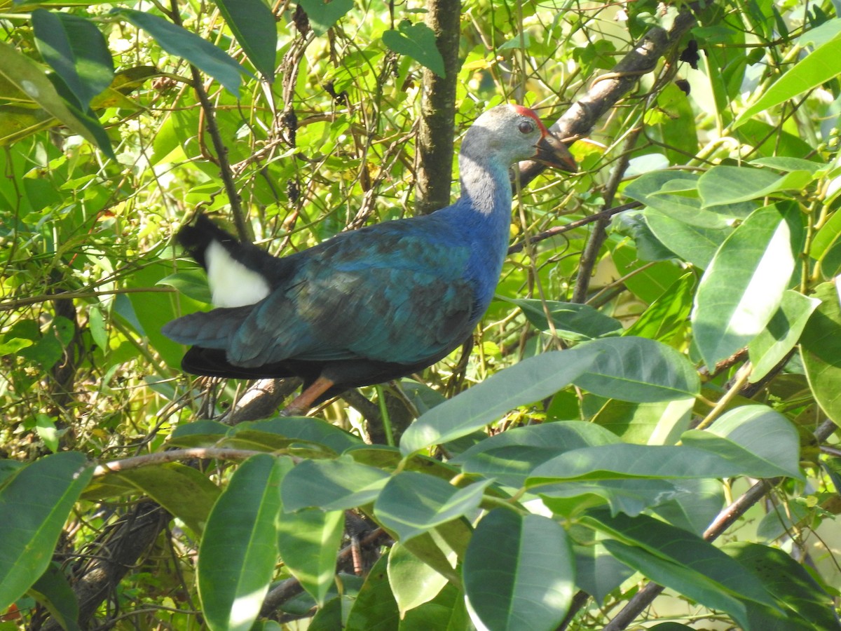 Gray-headed Swamphen - ML539625281