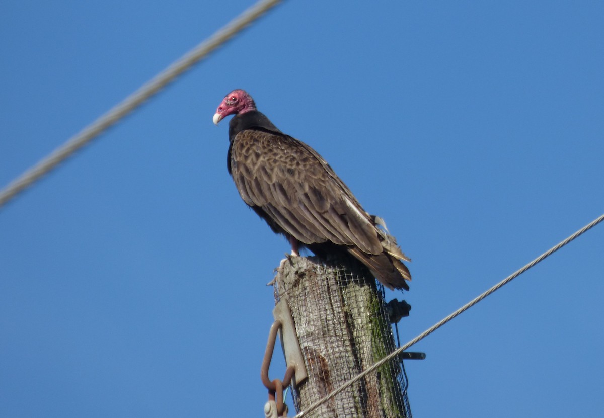 Turkey Vulture - ML53962531