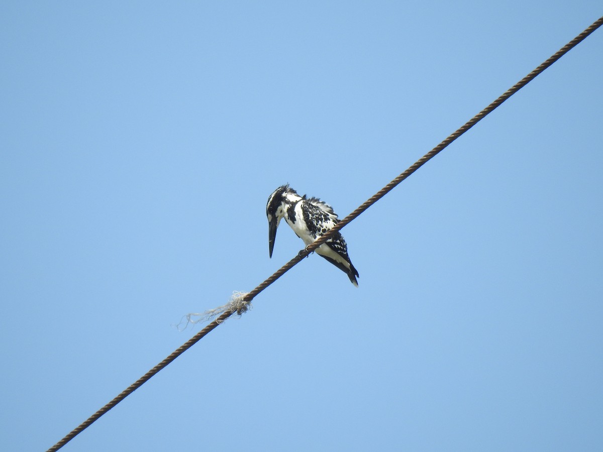 Pied Kingfisher - ML539625391