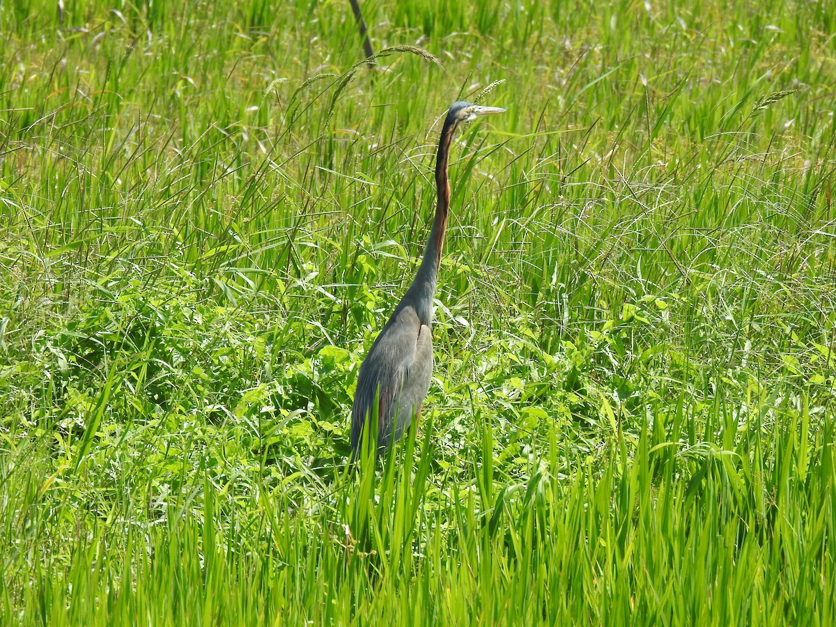 Purple Heron - ML539625451