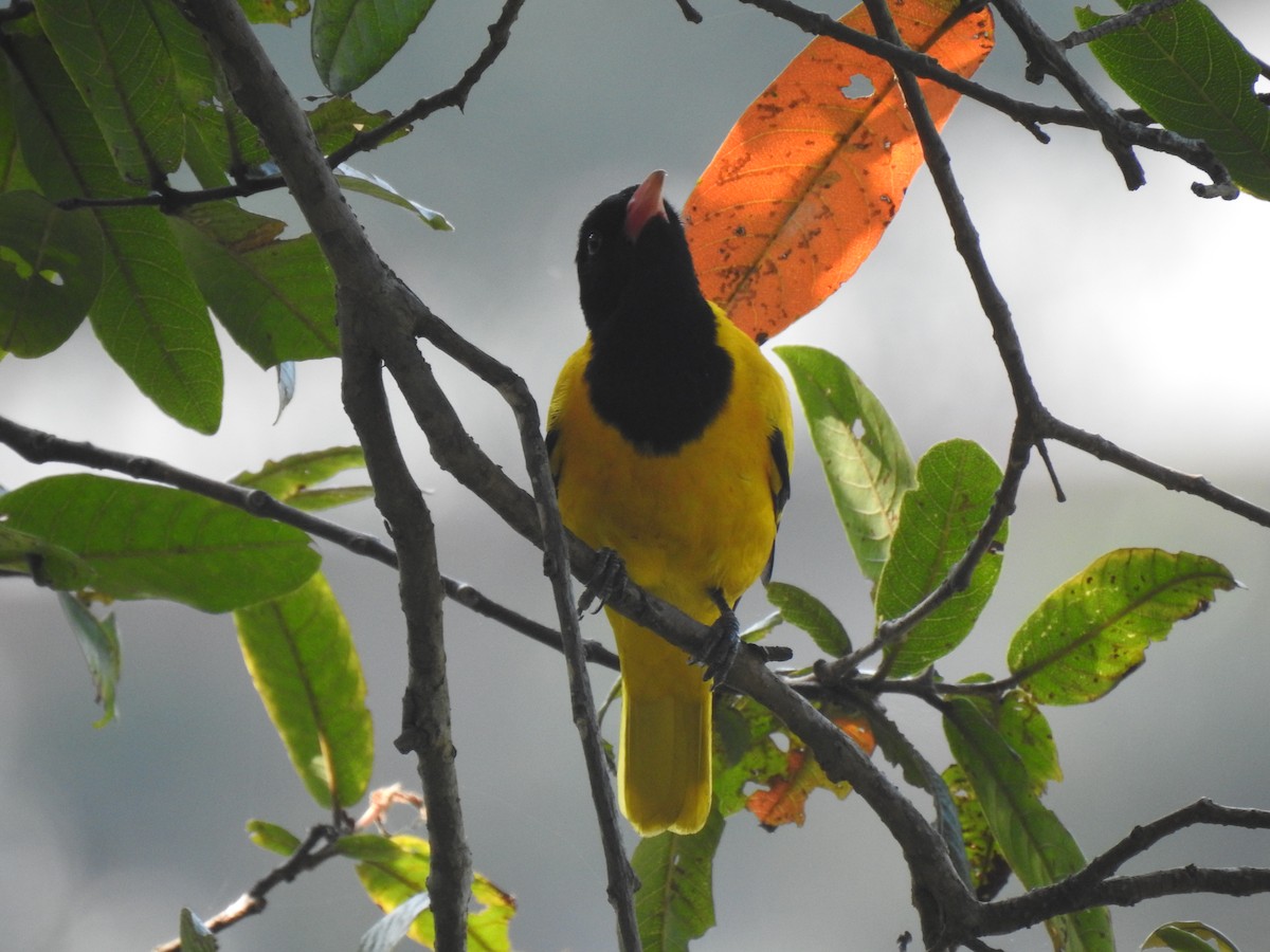 Black-hooded Oriole - ML539625551