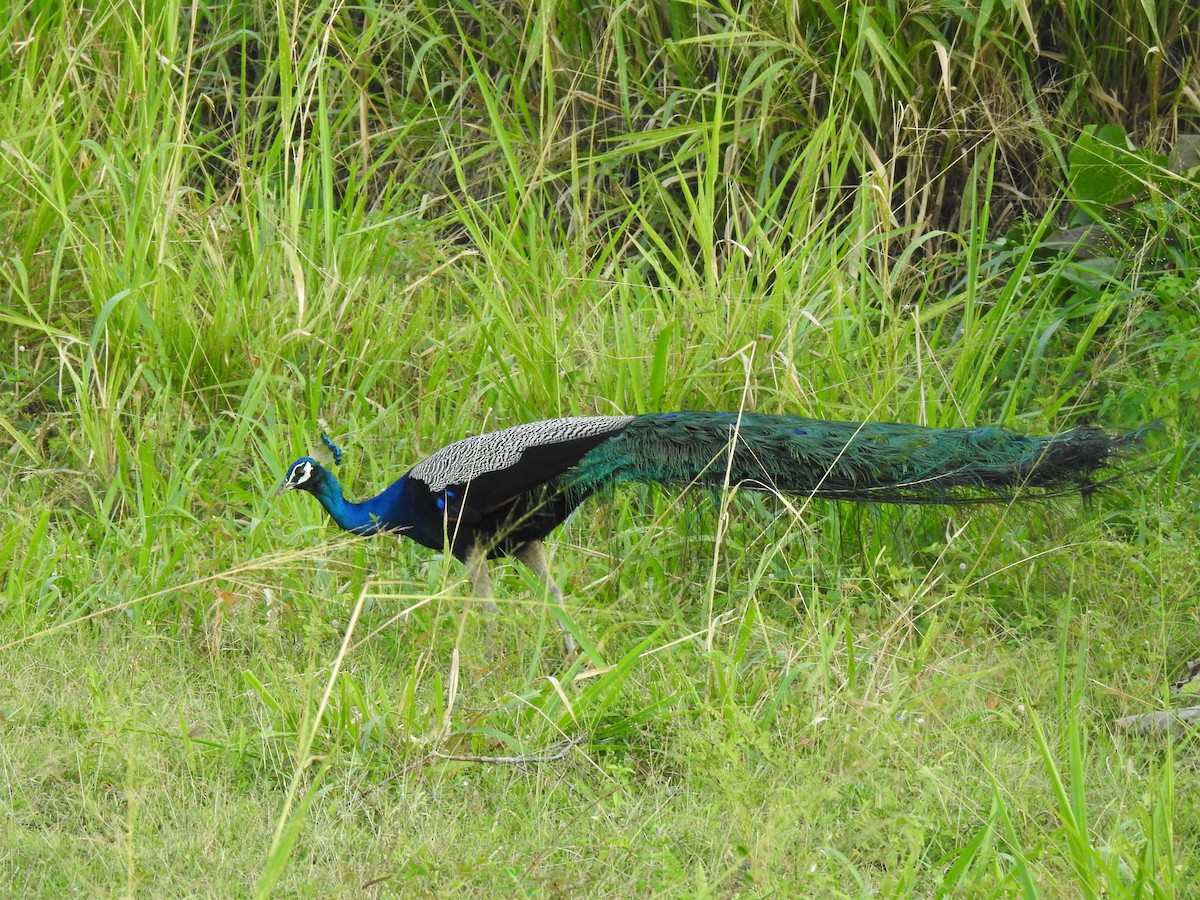 Indian Peafowl - ML539625661