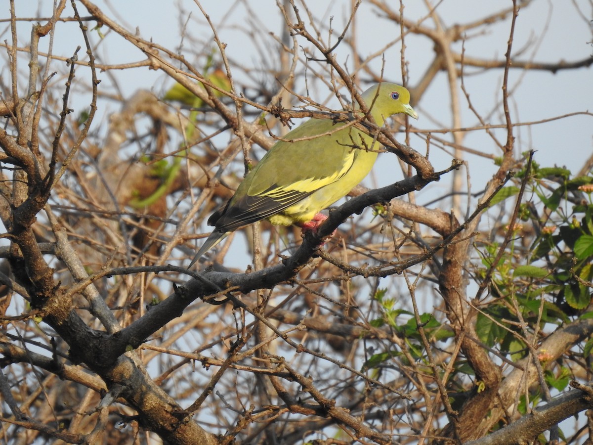 Orange-breasted Green-Pigeon - Kasun Bodawatta