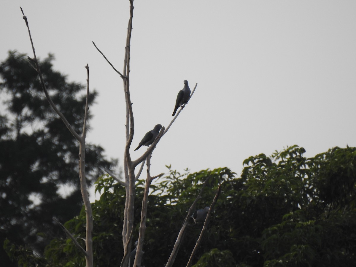 Green Imperial-Pigeon - ML539625731