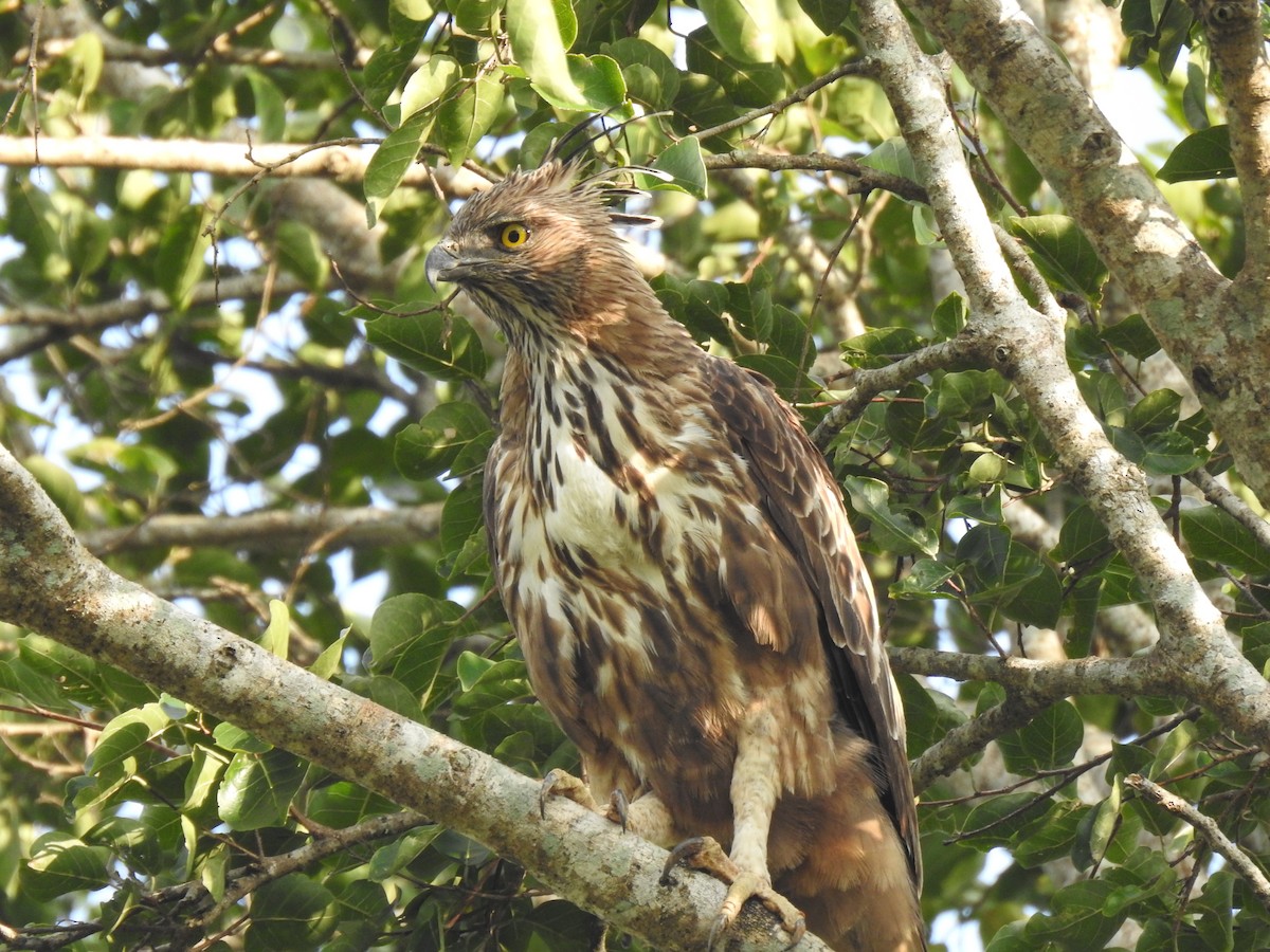 Изменчивый хохлатый орёл (cirrhatus/ceylanensis) - ML539625741