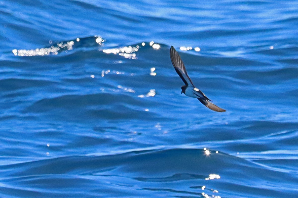 Gray-backed Storm-Petrel - ML539625751