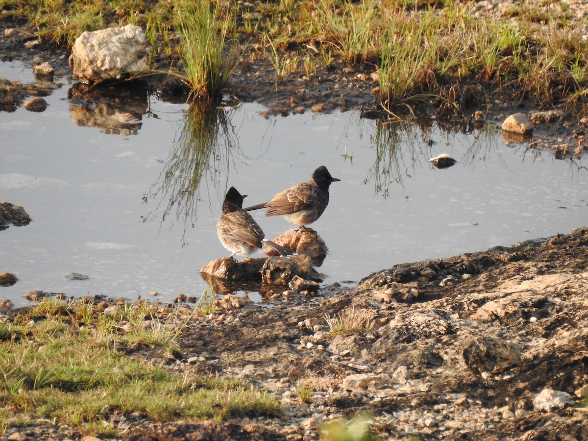 bulbul šupinkový - ML539625801