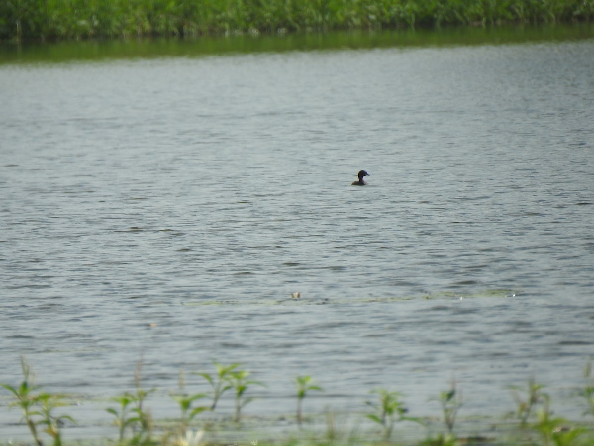 Little Grebe - ML539625941