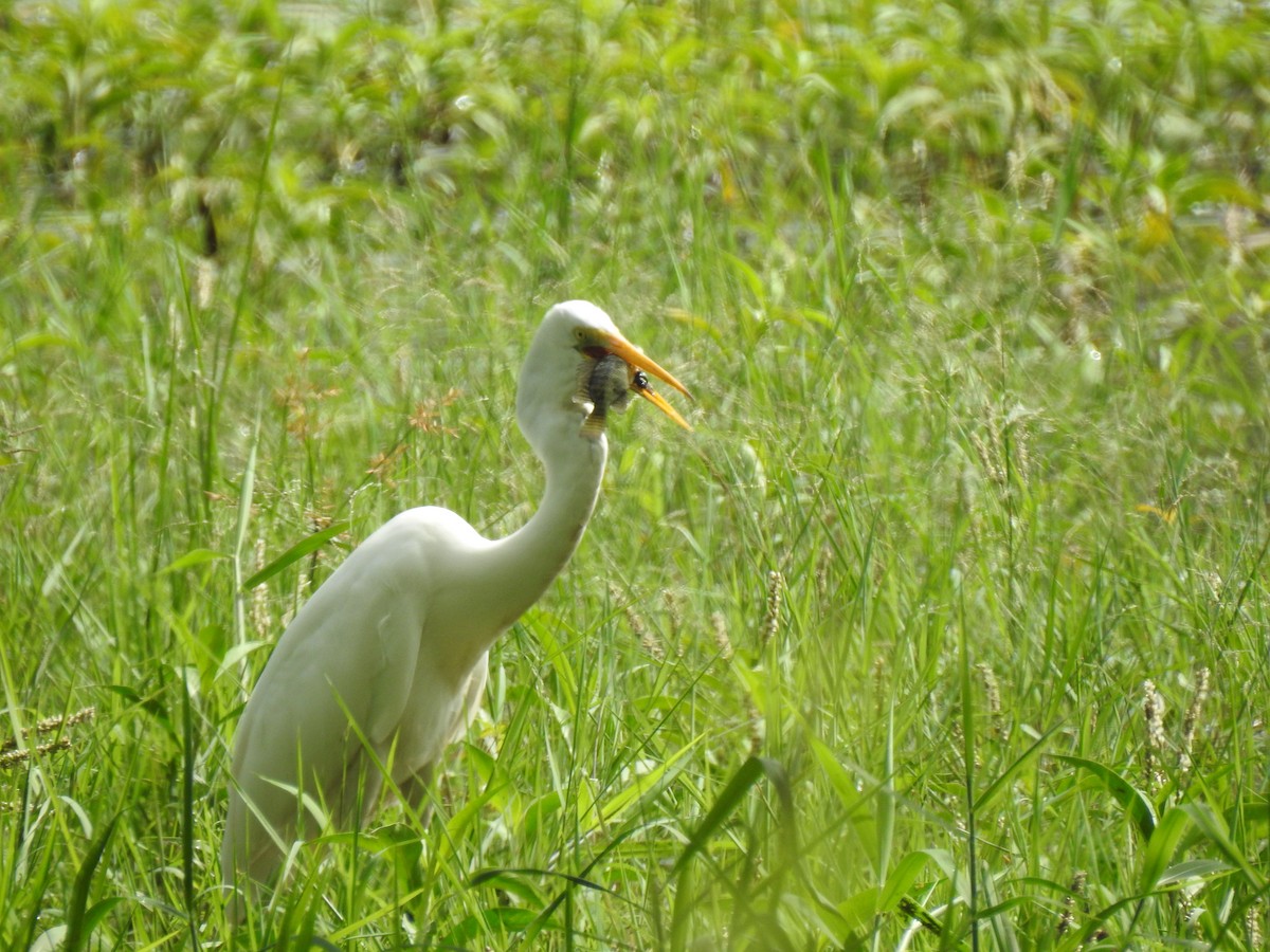 Great Egret - Kasun Bodawatta