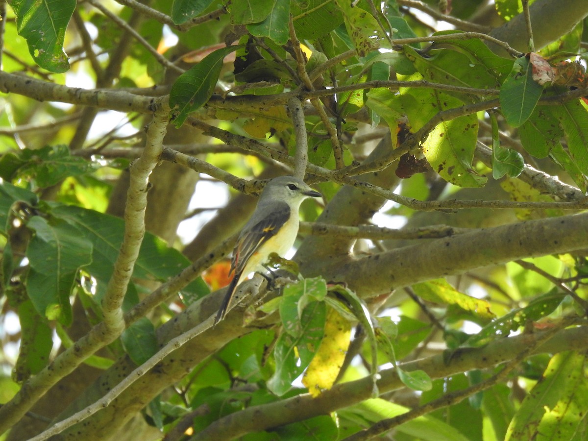 Small Minivet - ML539626171