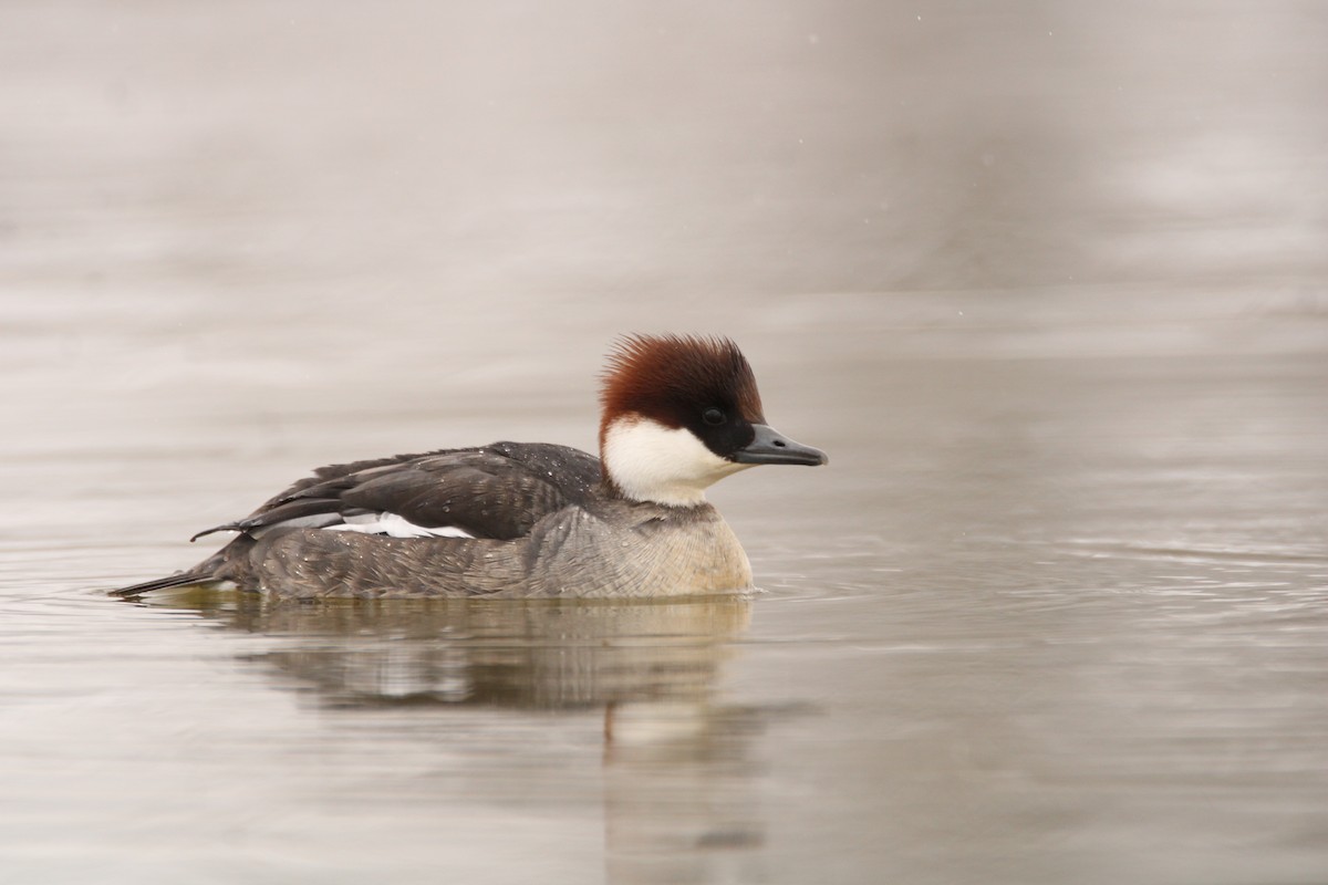 Smew - ML539626311