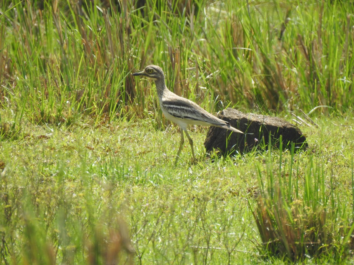 Indian Thick-knee - Kasun Bodawatta