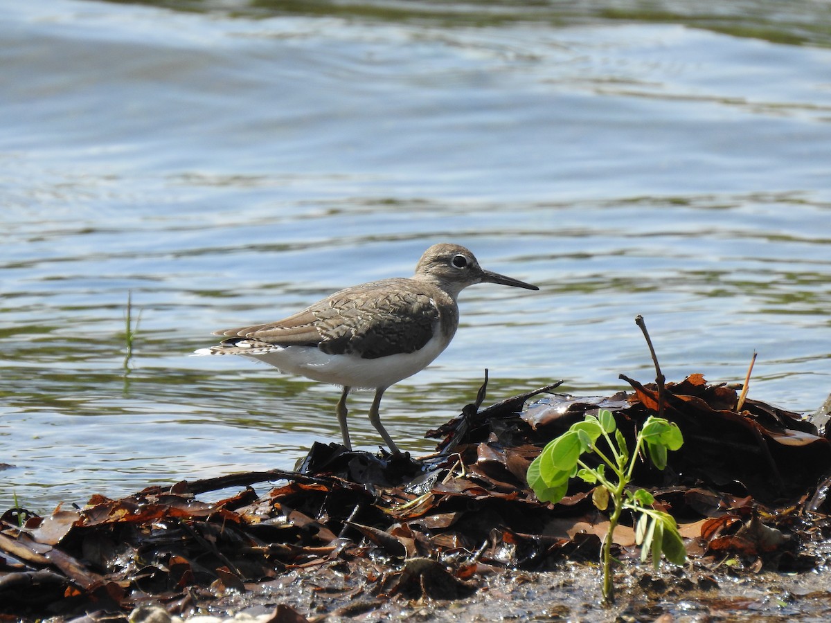Common Sandpiper - ML539626371