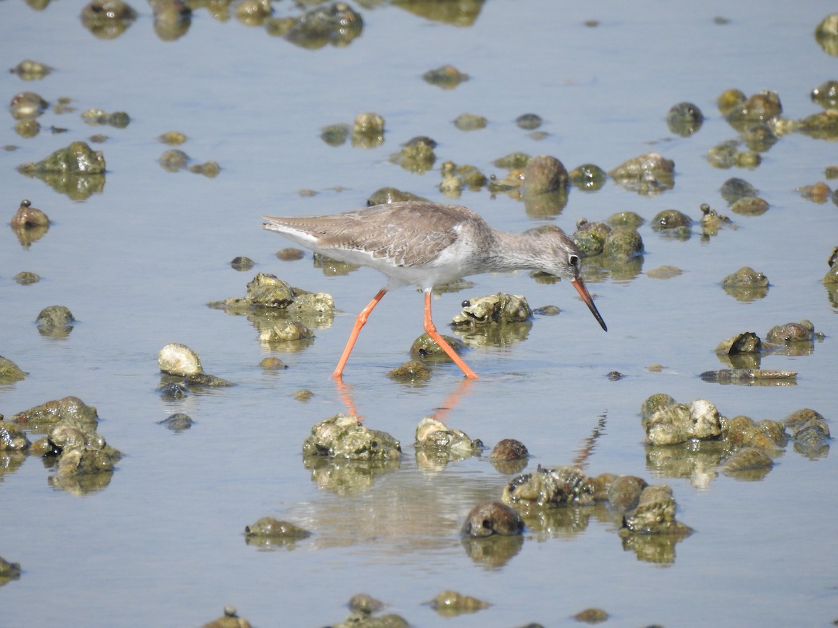 Улаан хөлт хөгчүү - ML539626571