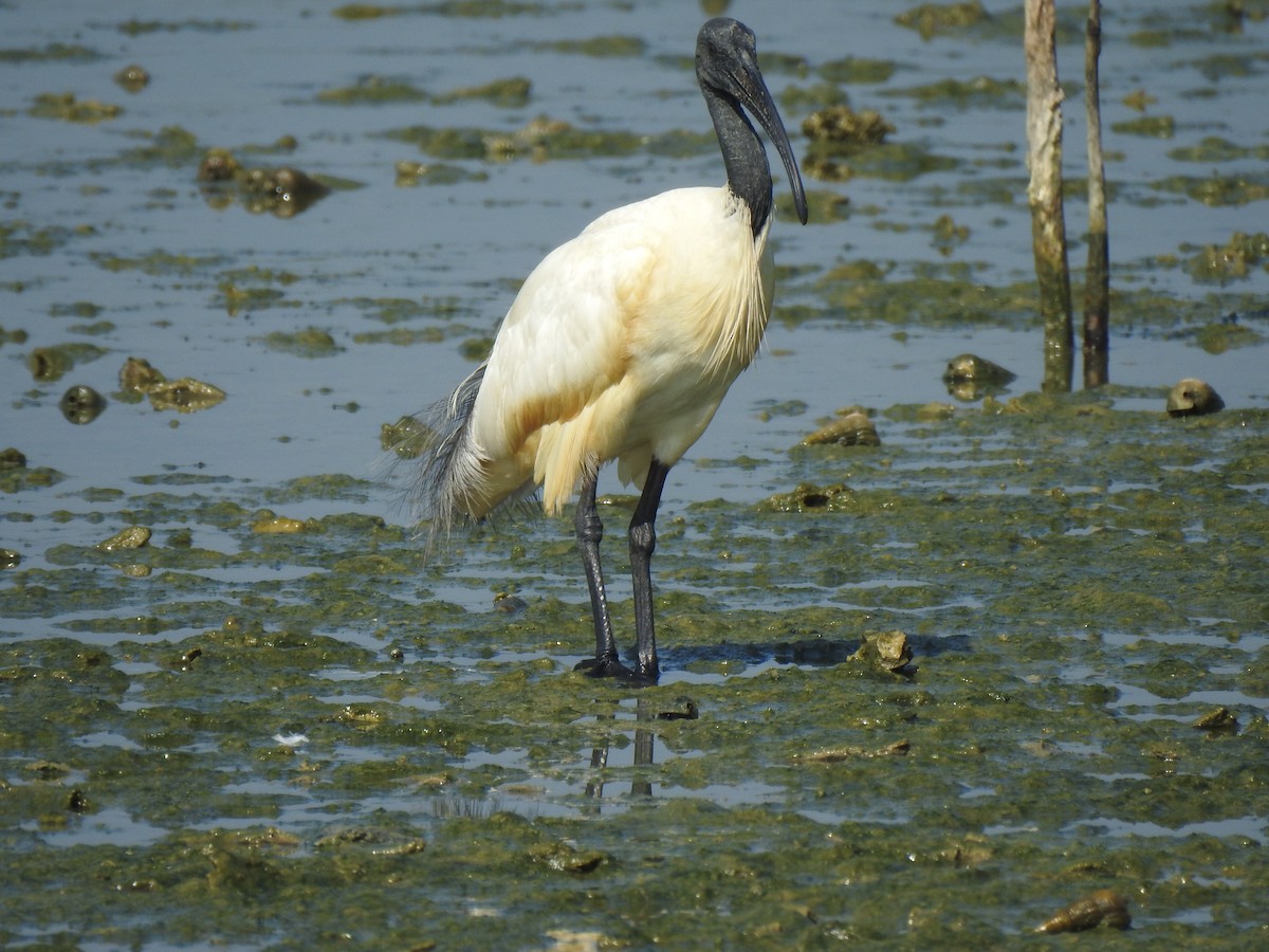 Хүрэн түрүүт билүүс - ML539626631