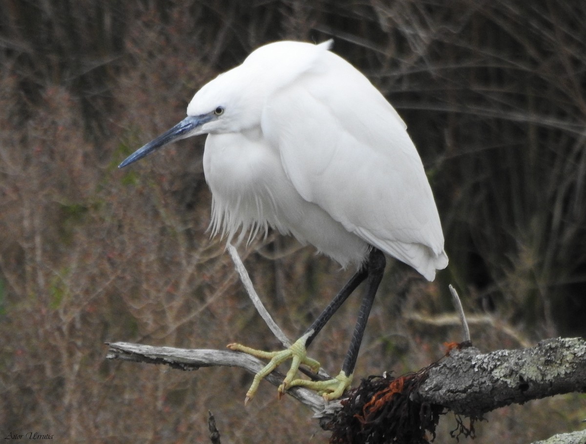 Little Egret - ML539626641