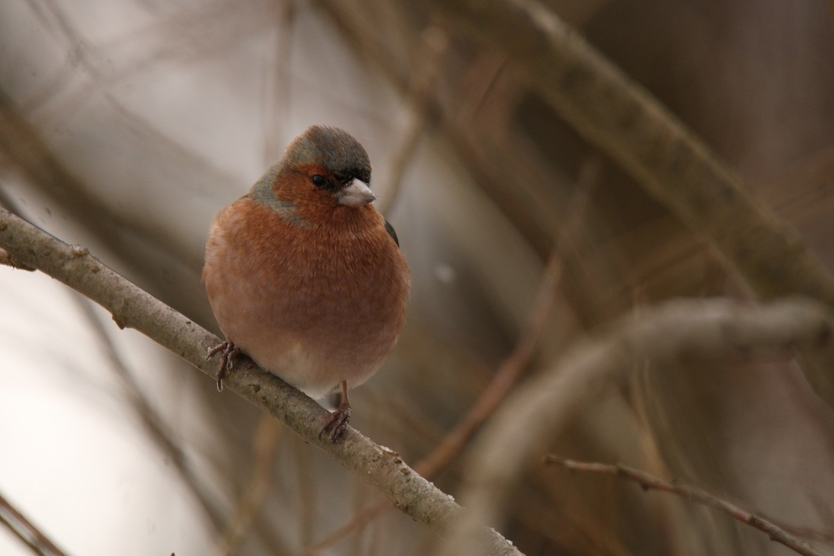 Common Chaffinch - ML539626651