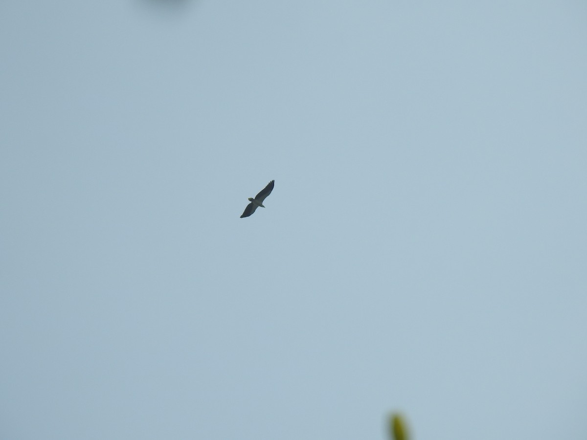 White-bellied Sea-Eagle - ML539626661