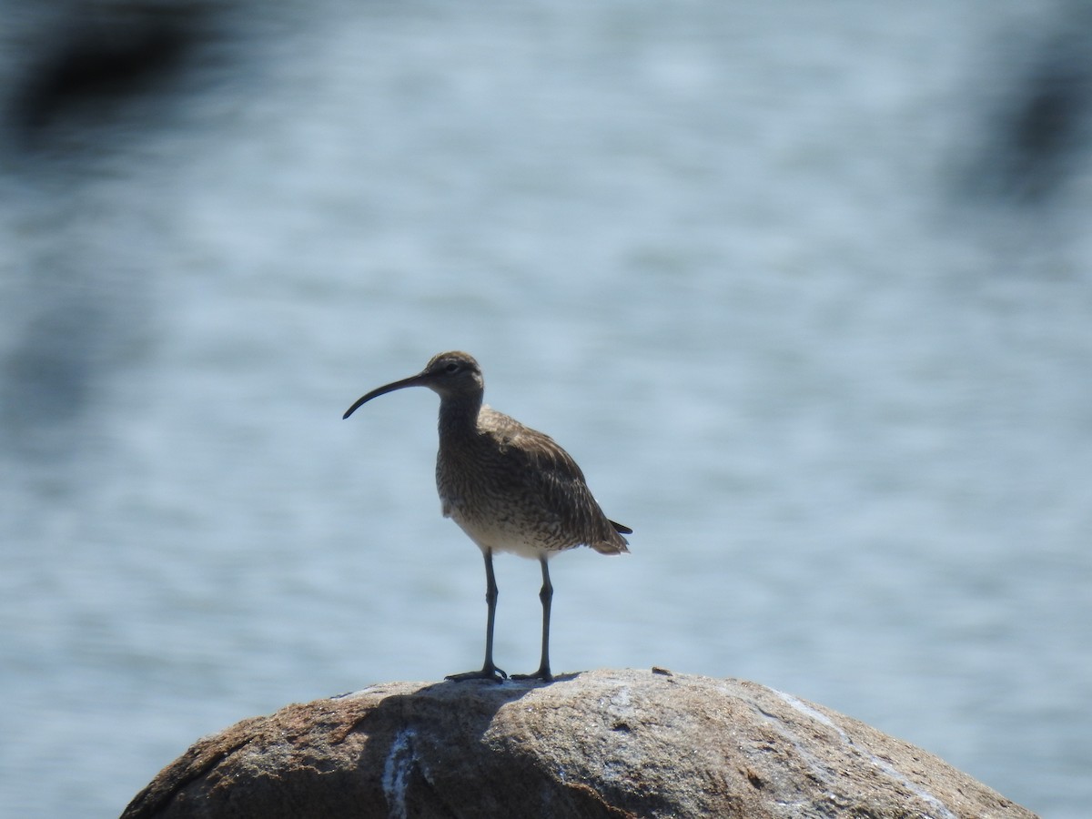 Eurasian Whimbrel - ML539626741