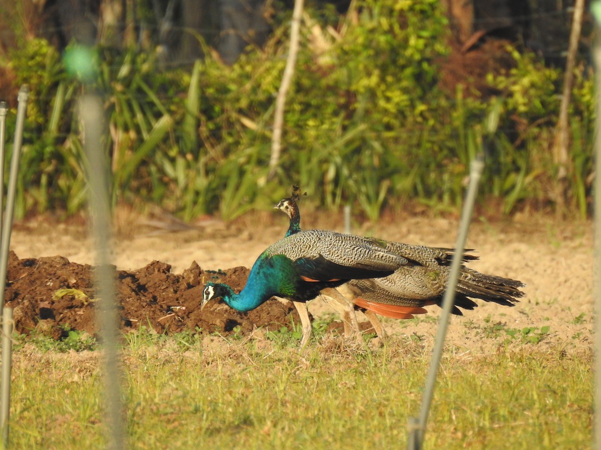 Indian Peafowl - ML539626801