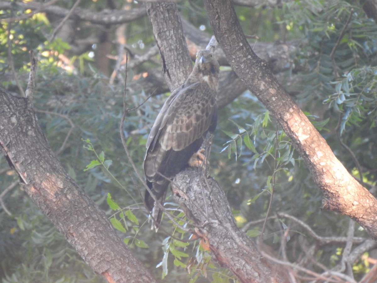 Oriental Honey-buzzard - ML539627131