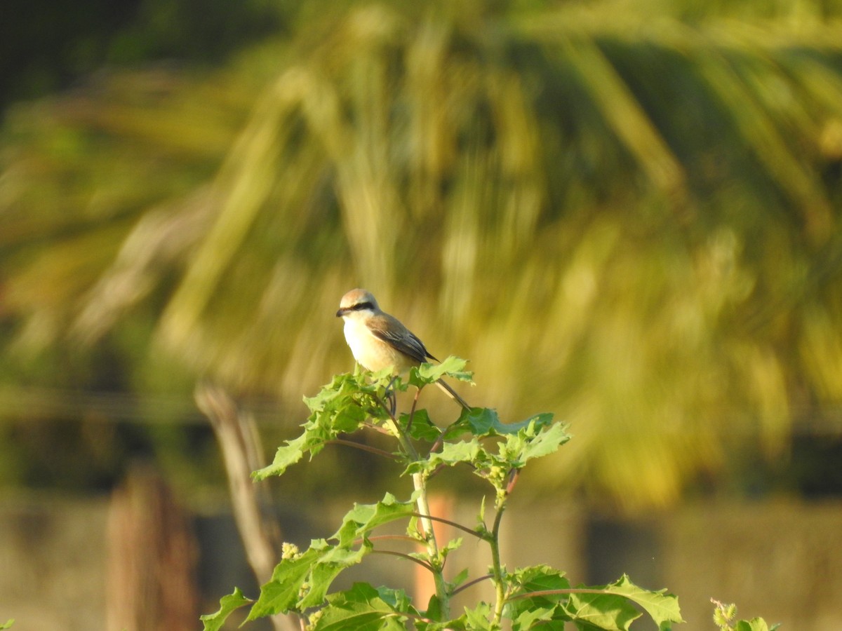 Brown Shrike - ML539627241