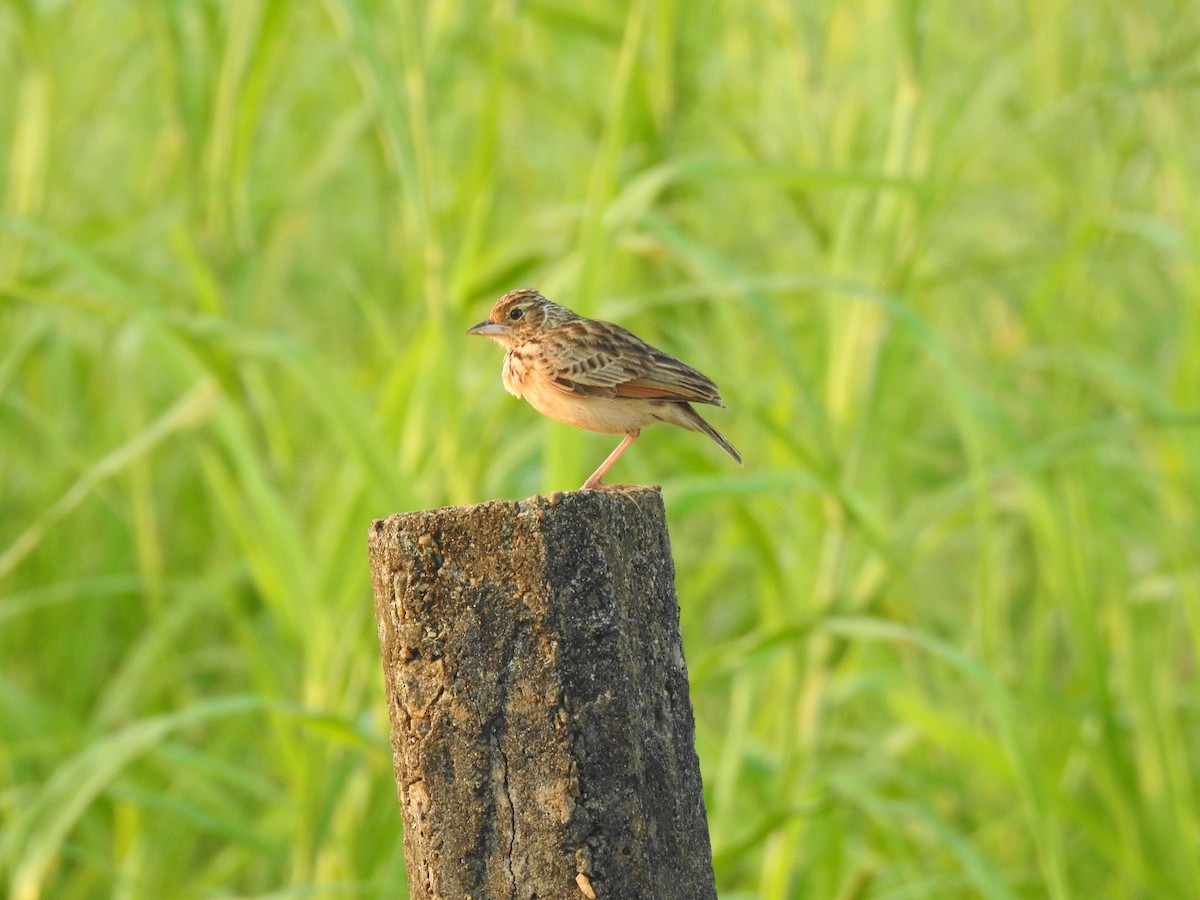 Jerdon's Bushlark - ML539627271