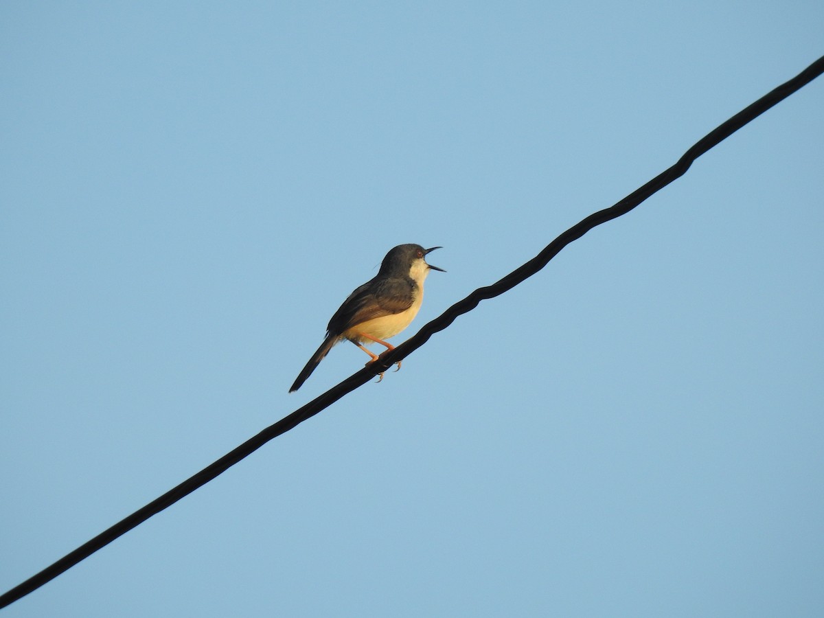Ashy Prinia - ML539627281