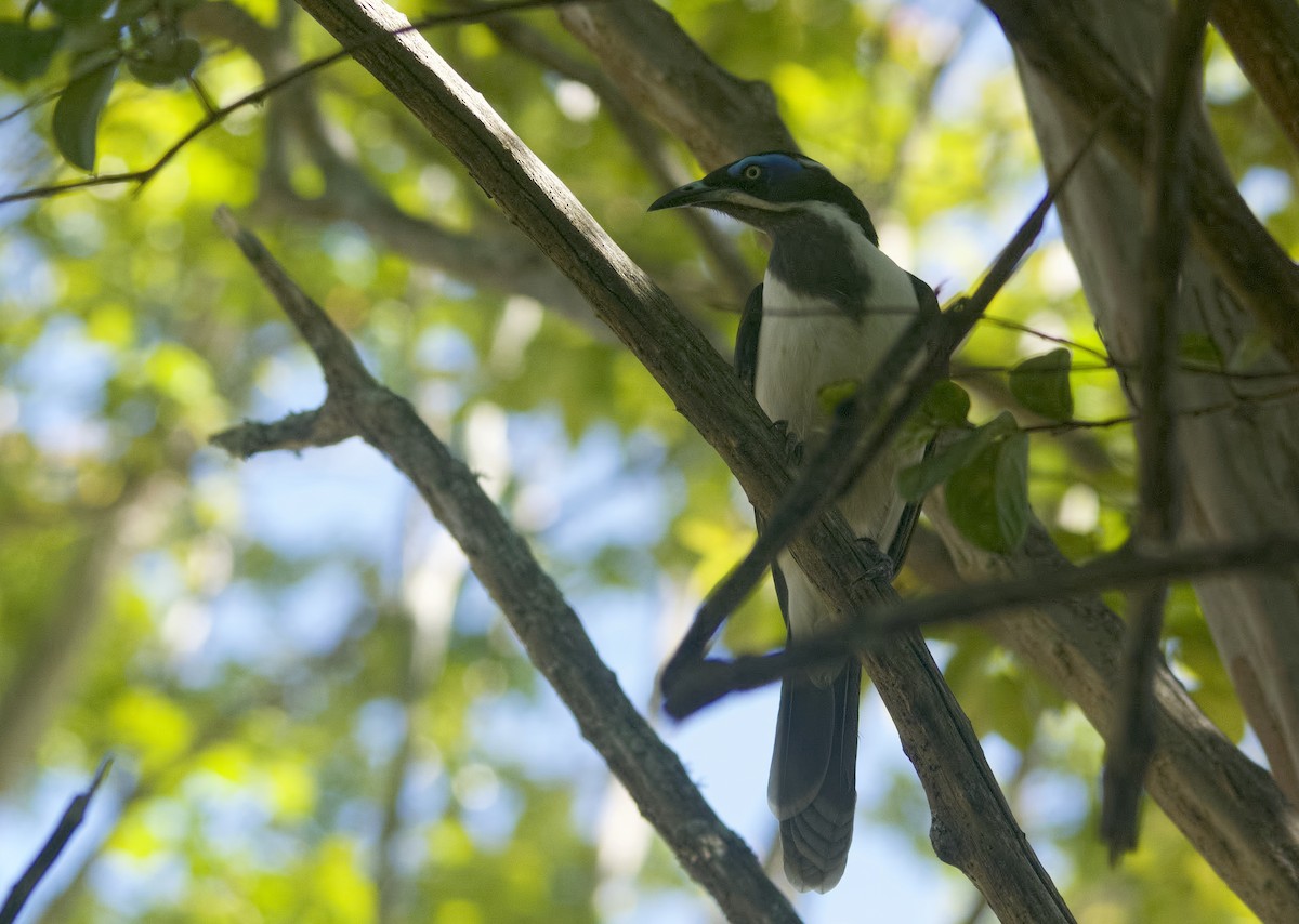 Blue-faced Honeyeater - ML539627901