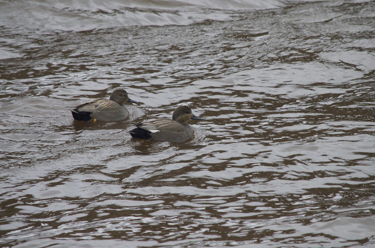 Gadwall - ML539627971