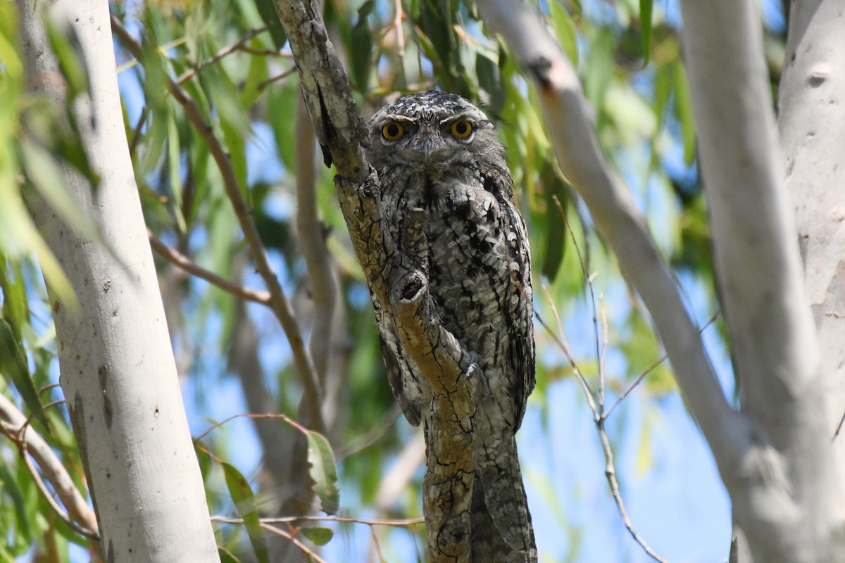 Tawny Frogmouth - ML539628301