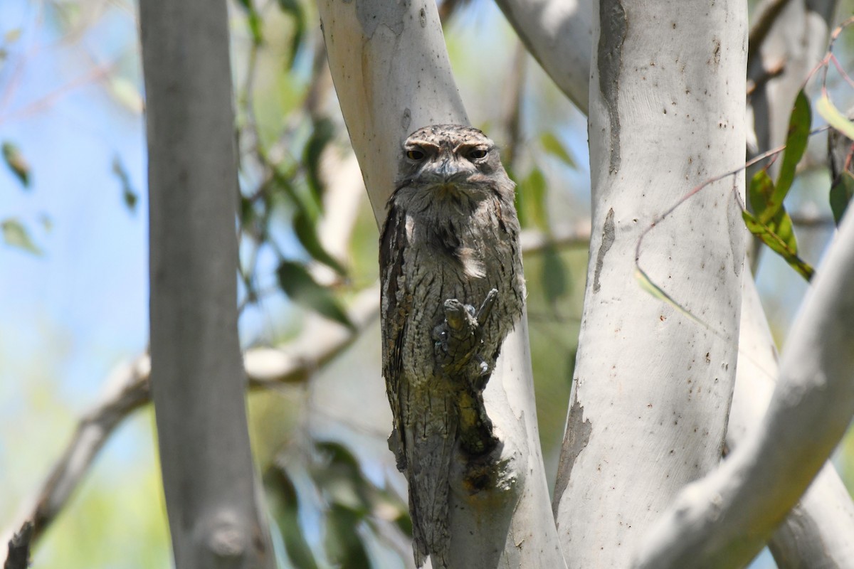 Tawny Frogmouth - ML539628421