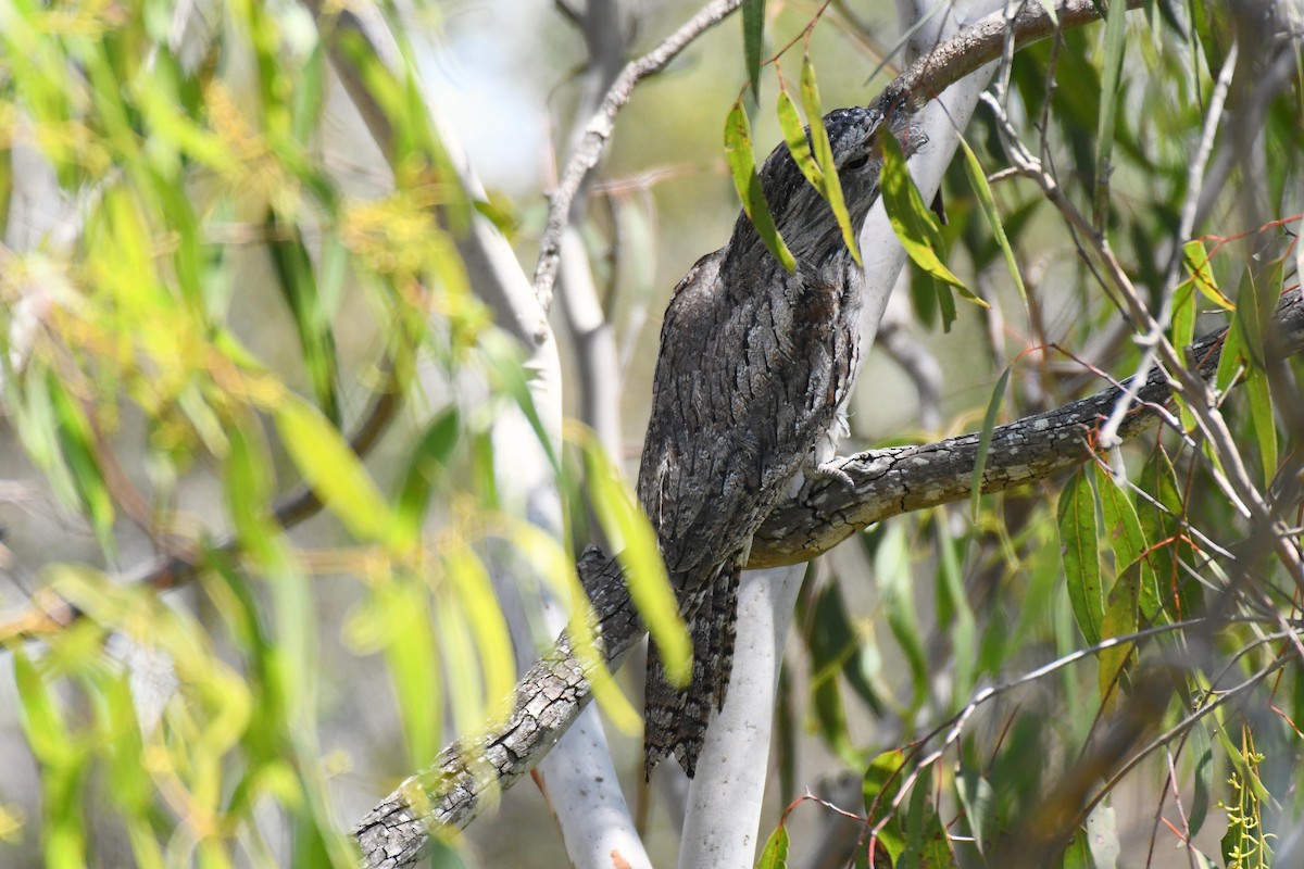 Tawny Frogmouth - ML539628431