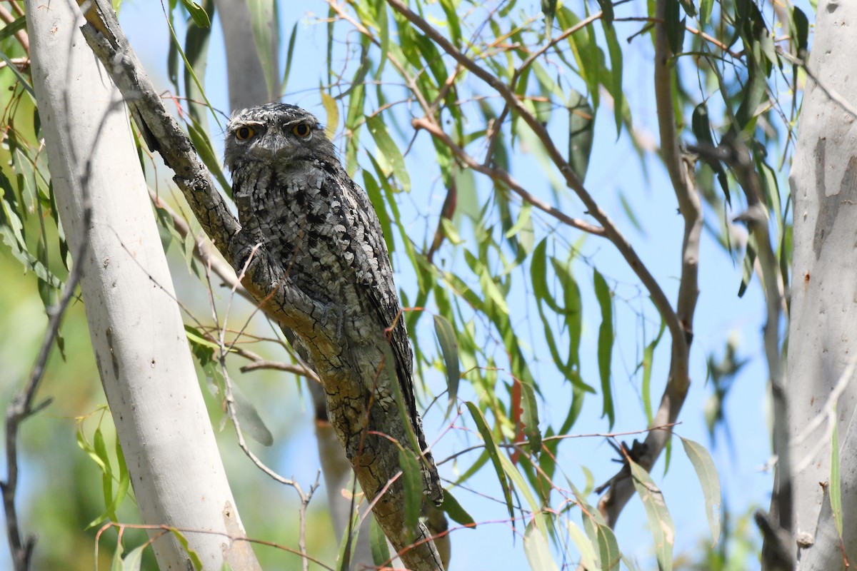 Tawny Frogmouth - ML539628441