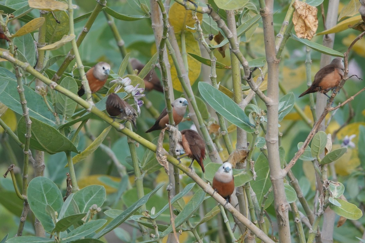 Pale-headed Munia - Christian Doerig